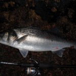 Jay La Roche Bass Aug 2012