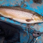 A fine Knockaderry Brown Trout