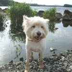 Lucky dog in water –  Church Island, Lough Sheelin- August 14th temperatures rose to over 20 degrees