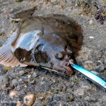 Lurefishing Flounder