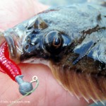 Lurefishing Flounder 2