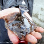 Lurefishing Flounder 3