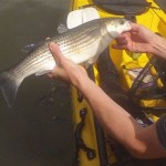 Mullet in Cork 2