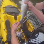 Mullet in Cork 3