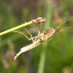 Phantom Midge