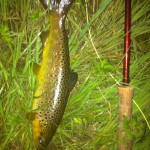 Philip Maher – Suir Trout