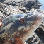South East Lure Angling Ballan 1