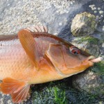 South East Lure Angling Ballan