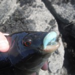 South East Lure Angling Ballan 2