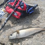 South East Lure Angling Pollack 2
