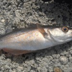South East Lure Angling – Pollack1