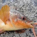 South East Lure Angling Wave Ballan