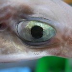 Amazing green eyes, similar to that of a spurdog.