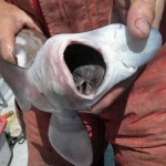 As their name suggests, the inside of the mouth is black