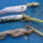 Typical baits to tempt a Black-Mouth.