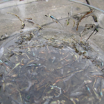 Damsel flies