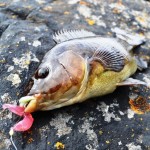 Wrasse with pink jelly