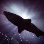 A fisherman was left terrified after a shark clamped its jaws around his foot and bit a hole in his boat
