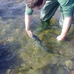 Absolute fishing – Bass being released