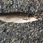 Carrigavantry – Dick Doyle comp trout