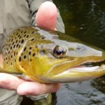 Clonanav – Trout Sept 2012