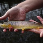 Clonanav – Trout Sept 2012 2
