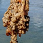 A species thought to be an invasive sea squirt which can smother native organisms has been discovered on the bed of Strangford Lough