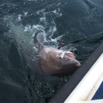 Shark