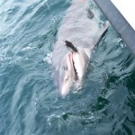 Luke Aston – shark 1