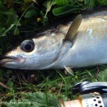 Lurefishing