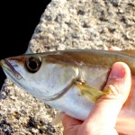 Mackerel