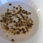 Molluscs from the stomach of a brown trout