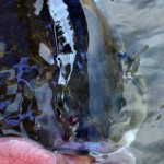Probassfishing – Bass