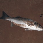 Rockhunter's Bass