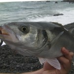 Rookie Bass Angler