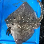 Donagh's first fish