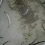 Very active sprats