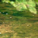 Trout on the River Rye