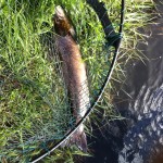 11 lb Released River Eany