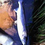 8 LB Released