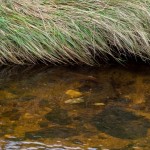 A slightly diseased fish on the redds