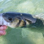 Absolute fishing – Bass Sept 2012