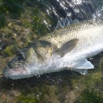 Absolute fishing – Bass Sept 2012 b