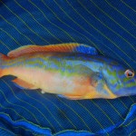 Ant Cuckoo Wrasse 2
