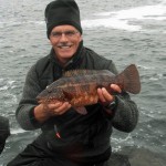 Bills Wrasse
