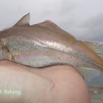 East Coast Fishing – Oct 2012