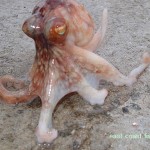 East Coast Fishing – Octopus