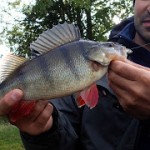 Perch