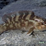 East Coast Fishing – Wrasse 1