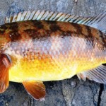 Wrasse